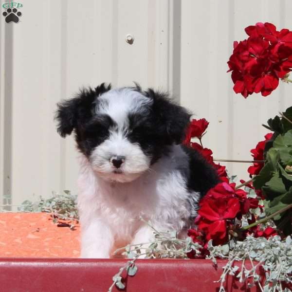 Perry, Maltipoo Puppy